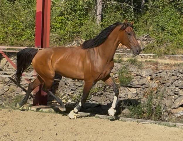 Cheval 5ans top mental