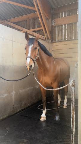 Vente cheval de saut