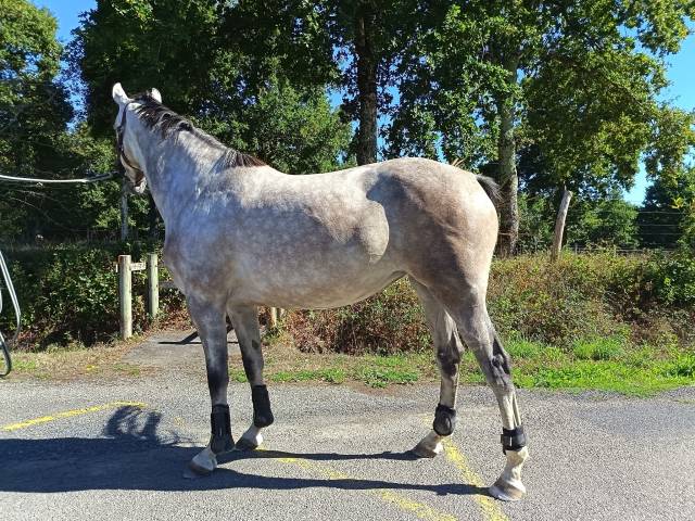 Superbe jument 4 ans par chacco white