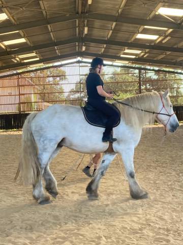 Cheval de trait 