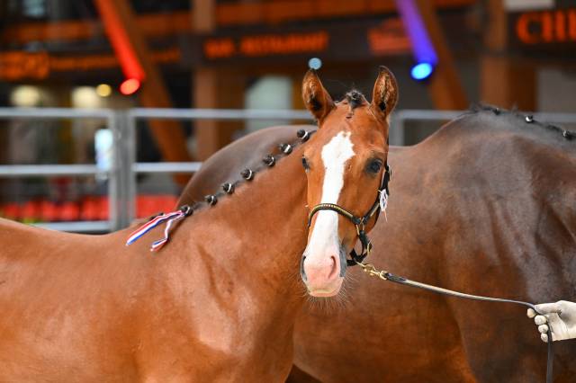 Magnifique poulain de dressage