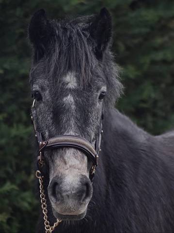 Ponette à vendre 