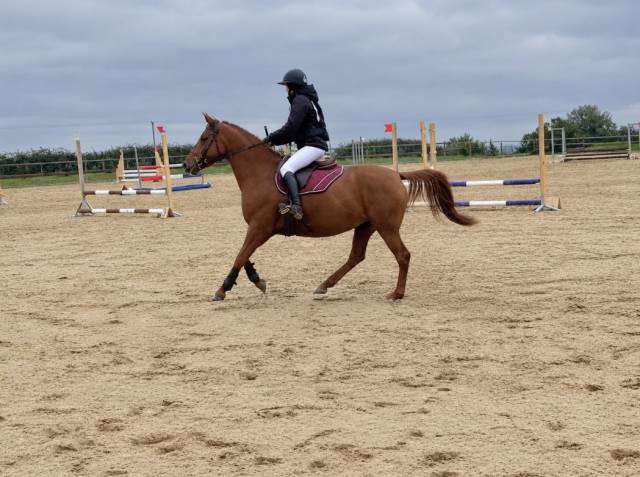 Petite jument de sport 