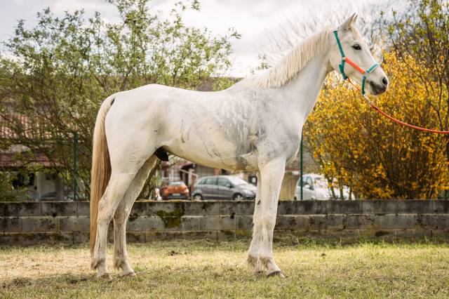 Psar - 11 ans - 1m52
