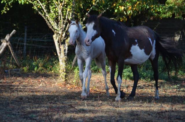 Poulain paint horse
