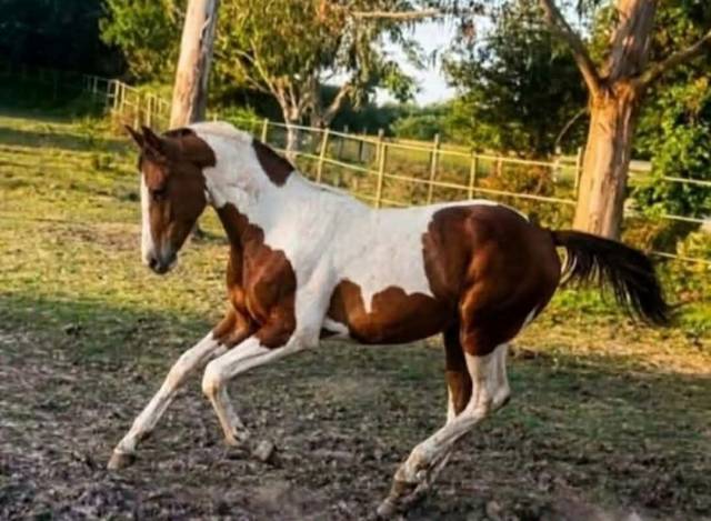 Magnificent 2-year-old zangersheide piebald colt