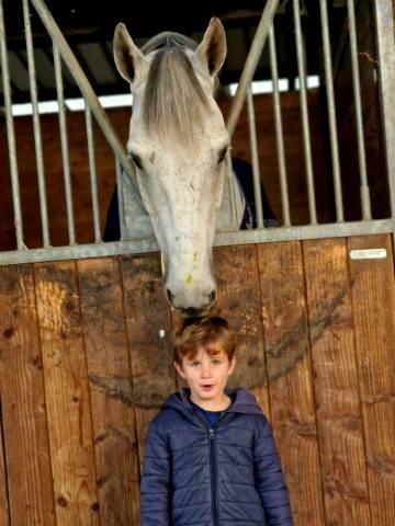 Cheval à vendre