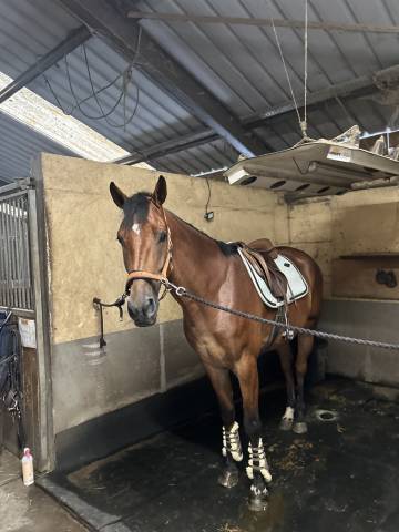 Demi pension cheval de sport 