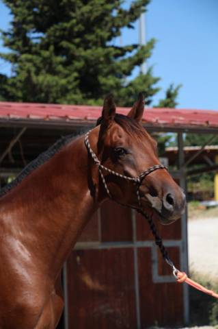 Etalon cheval de selle italien a vendre 2023 bai par mylord carthago