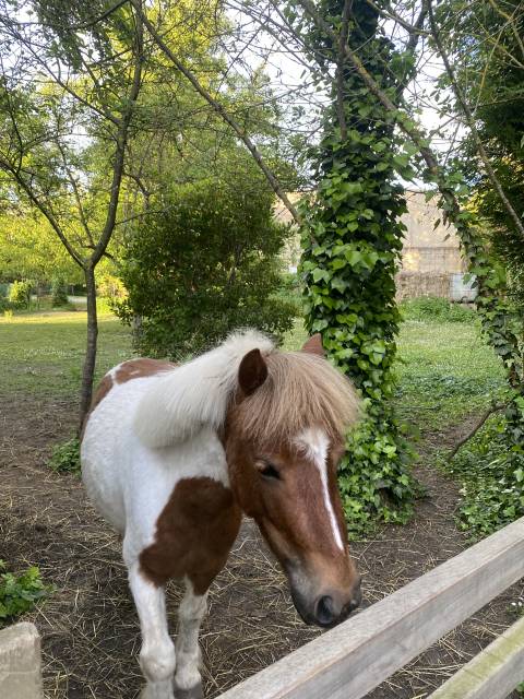 Ponette shetland à vendre