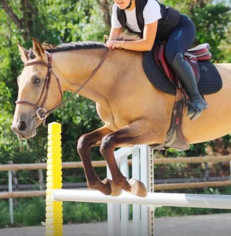 Cheval de sport cherche dp