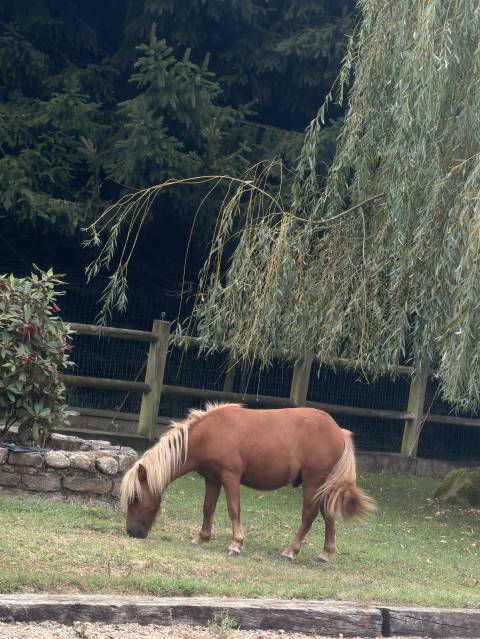 Jeune poney à vendre - 1 an - pepito recherche famille