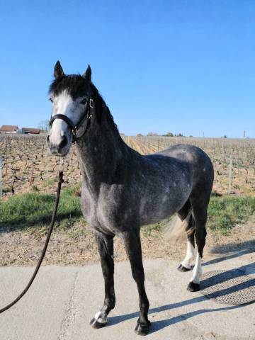 A vendre poney entier 3 ans