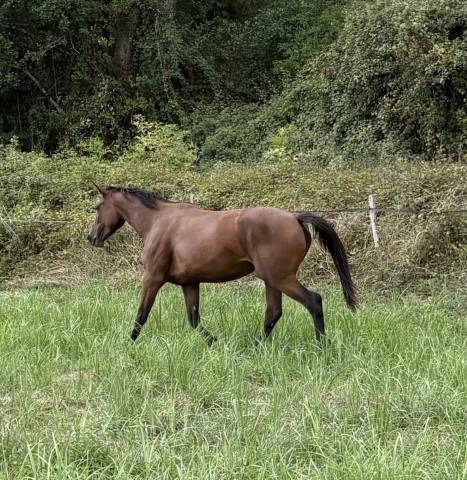 Jument selle français 3 ans