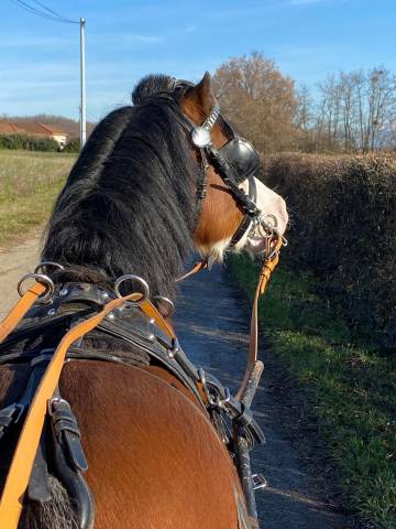 étalon poney welsh a