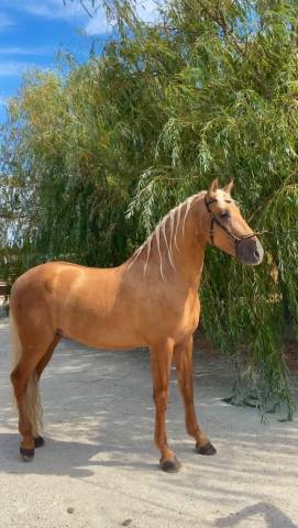 Entier palomino pre pp