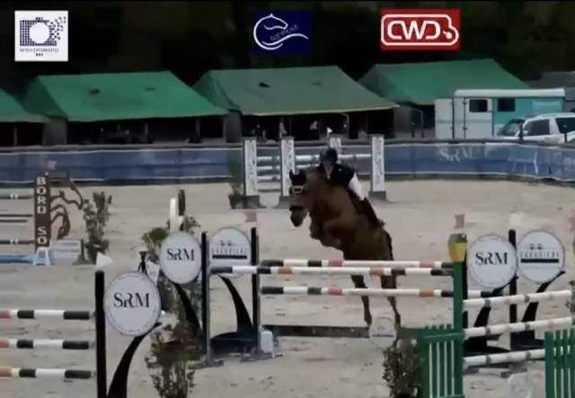Cheval de concours - hongre 10 ans 1m66 expérience 135
