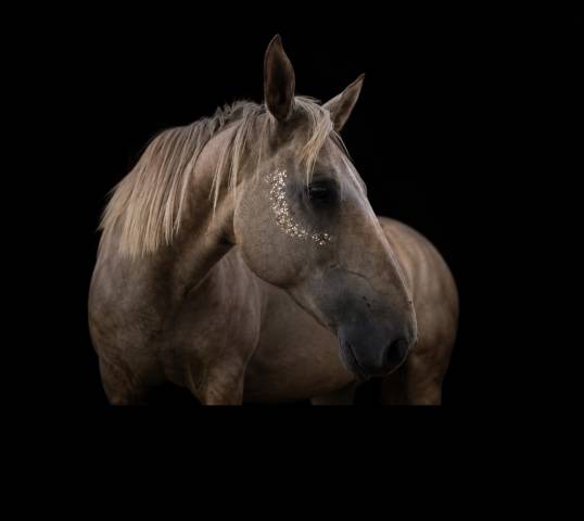 Jument oc pleine de linvictus d’enjoy(tobiano)