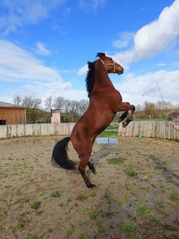 Groom maison concours ou cavalier soigneur 