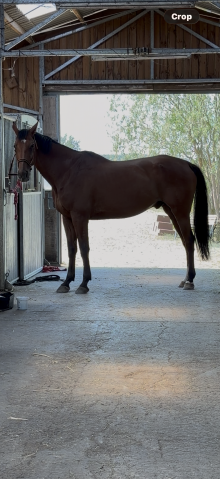 Hongre aa à vendre