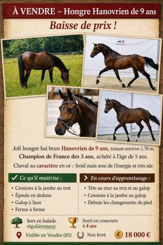 Hongre hanovrien 9 ans