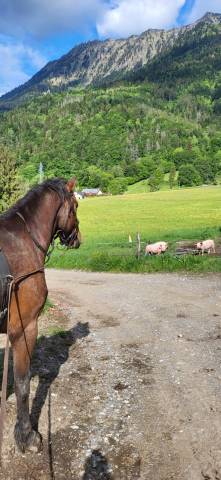 Cheval franche-montagne 3 ans débourré 