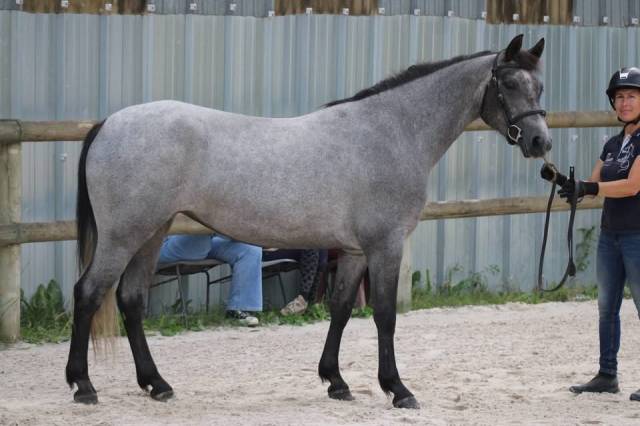 Ponette connemara championne de france 3ans sport