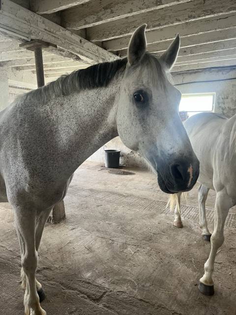 Papyrus, poney français de selle, 1m60, pré retraite
