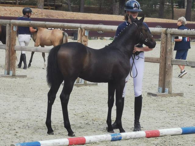 Foal mâle