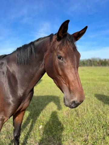 Jument 7 ans cce, cso, dressage