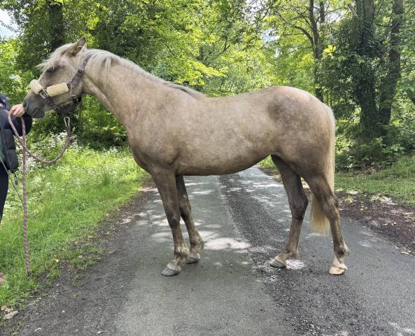 Pouliche poney français de selle palomino 