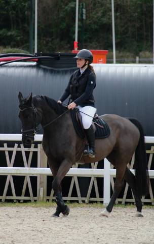 Cheval d’avenir à vendre ou à louer