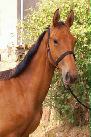 Male selle français 