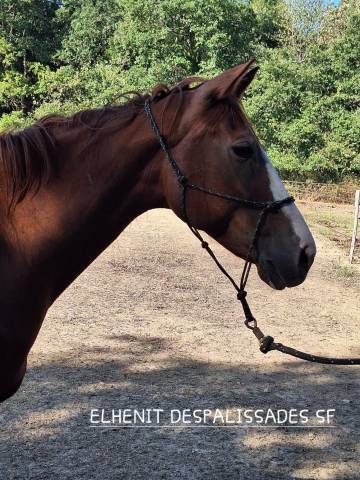 Poulinière 12 ans