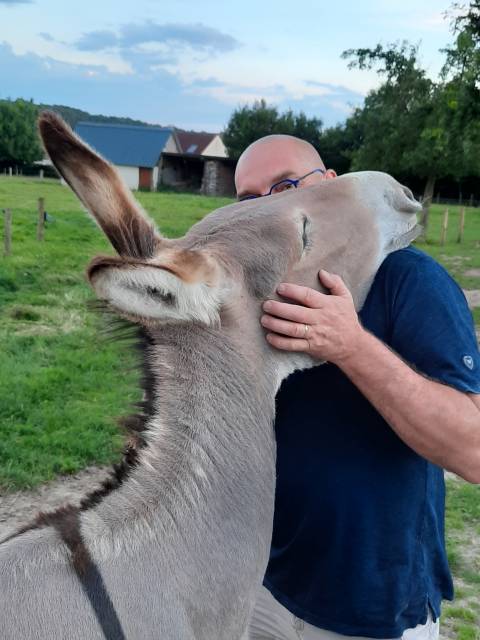 Anesse cotentine de 5 ans, pleine pour 2027