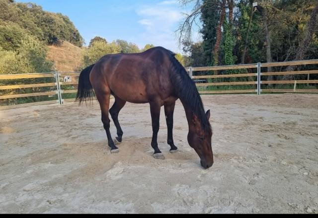 à vendre – iael de brunet – hongre anglo-normand –7 ans