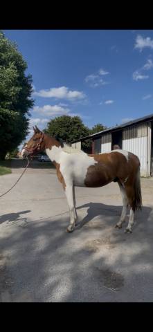 Hongre zangersheide de 2 ans et demi