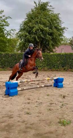 (descarado) magnifique poney de 4 ans