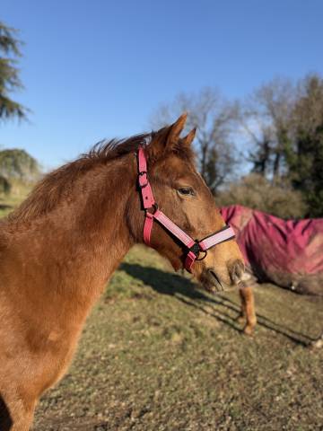 Pouliche oc origine cso
