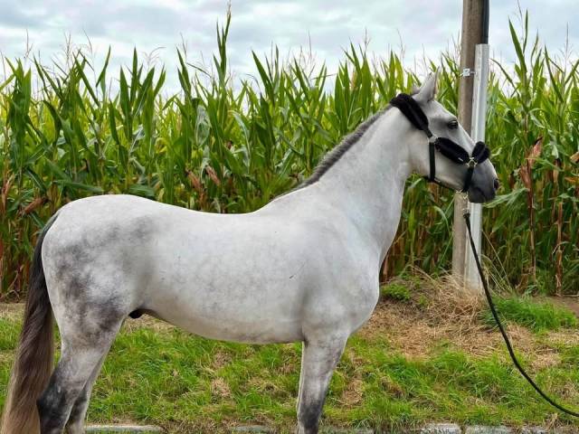 Golfo chouette hongre de 6 ans
