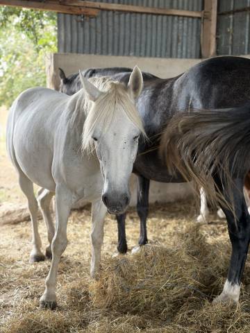 Ponette connemara 5 ans 