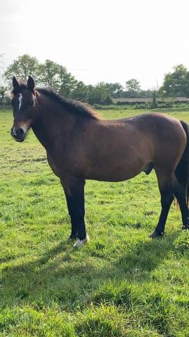 Poney pfs 13 ans