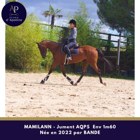 Jeune jument aqps 4 ans