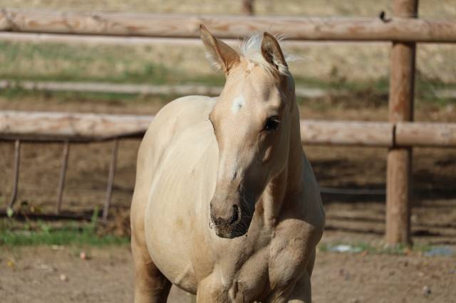 Mâle zangersheide palomino
