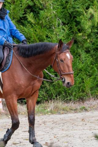 Location cheval de sport