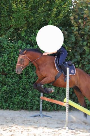 Trotteur hongre 4 ans