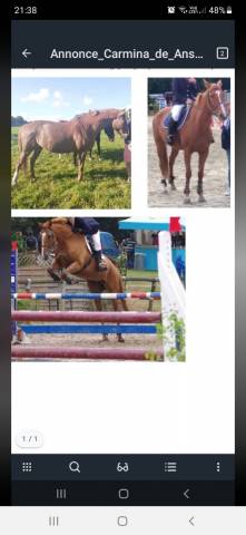 Vente élevage sfo - souche csio 5*