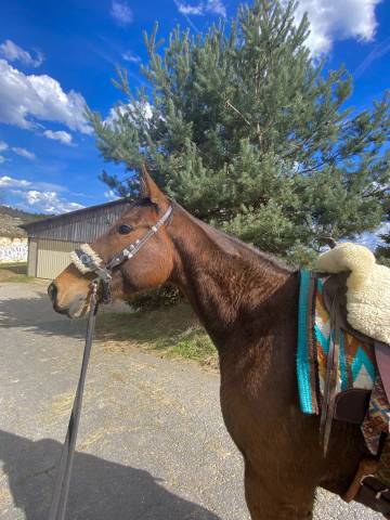 Amoureuse jument 5ans- sommerabend (gb)* soul city(ire)
