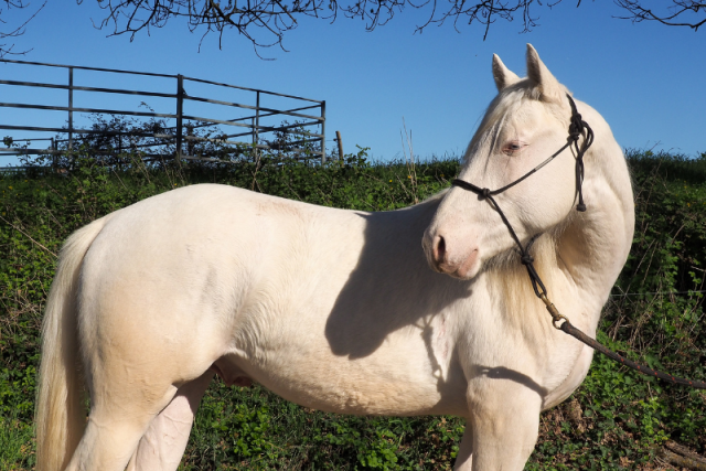 Orion, votre prochain compagnon d’exception ✨