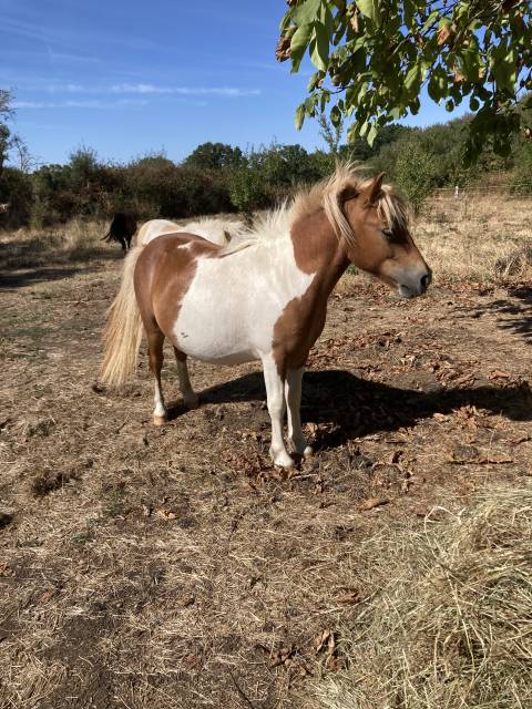 Poney type shetland
